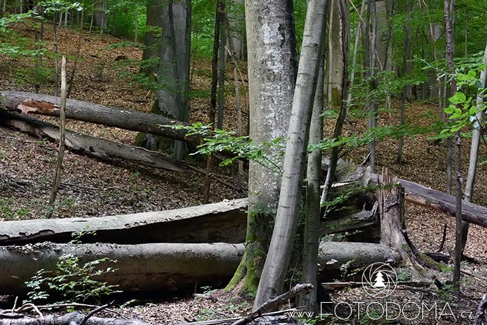 Sidonie, přírodní rezervace