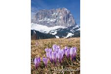 Fotografie Gig_4041616, Šafrán bělokvětý, Crocus vernus