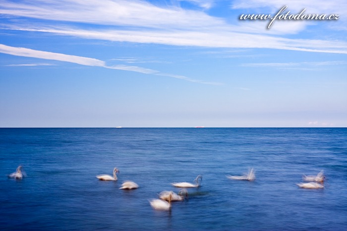 Fotka Baltské moře s plujícími labutěmi