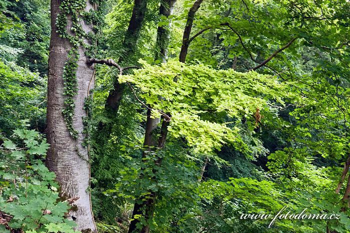 Fotka Národní park Jasmund, les