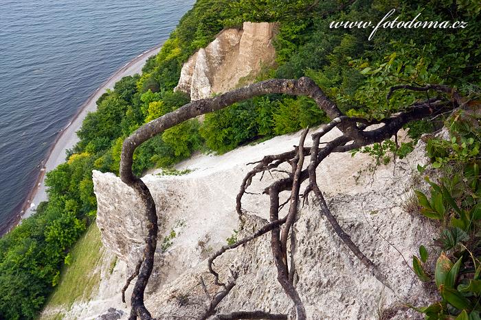 Fotka Národní park Jasmund, křídové útesy a vzdušné kořeny pod Viktoriinou vyhlídkou