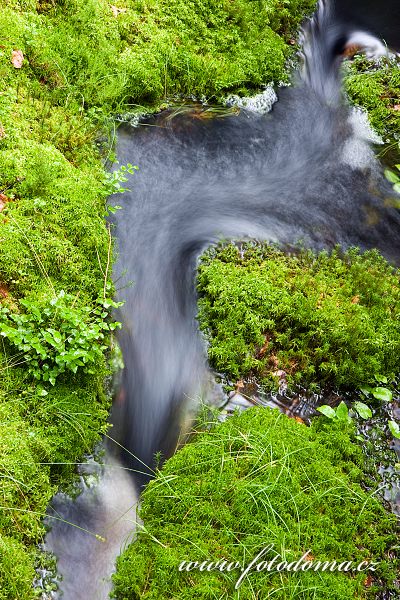 Tiveden, národní park, Švédsko, potůček v lesním podrostu