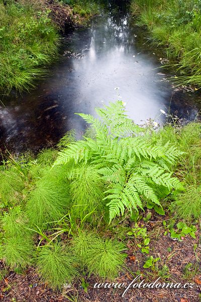 Lesní kapradiny a přesličky u tůňky v národním parku Tiveden ve Švédsku