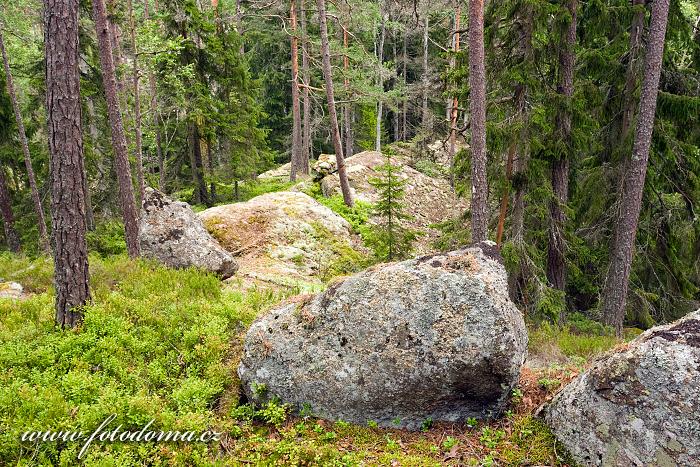 Les s bludnými balvany v národním parku Tiveden, Švédsko