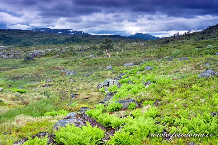 Fotka Krajina s kapradím, Národní park Skarvan og Roltdalen, Norsko