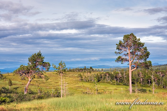 Fotka Krajina u řeky Torsbjørka, Národní park Skarvan og Roltdalen, Norsko