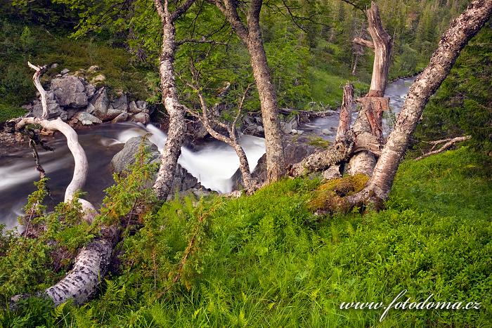 Řeka Torsbjørka, Národní park Skarvan og Roltdalen, Norsko