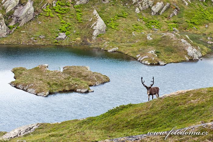 Sob v krajině u jezera Eldbekkskardvatnet, Národní park Blåfjella-Skjækerfjella, Norsko