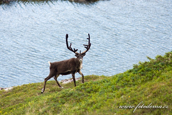 Fotka Sob v krajině u jezera Eldbekkskardvatnet, Národní park Blåfjella-Skjækerfjella, Norsko