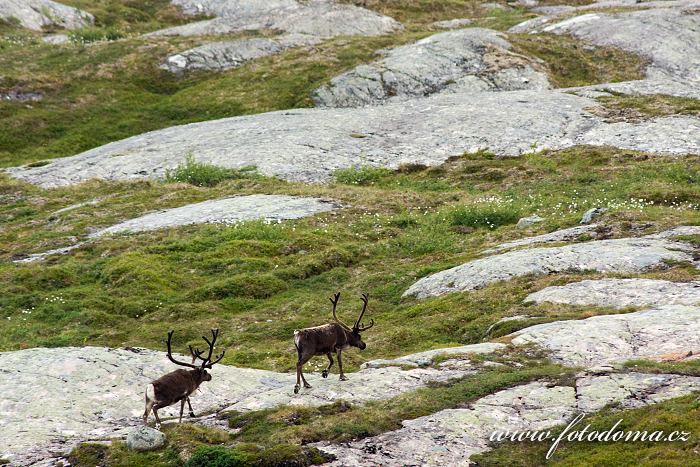 Sobi v krajině u jezera Eldbekkskardvatnet, Národní park Blåfjella-Skjækerfjella, Norsko