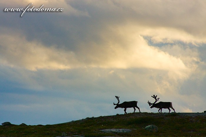 Sobi v krajině u jezera Eldbekkskardvatnet, Národní park Blåfjella-Skjækerfjella, Norsko