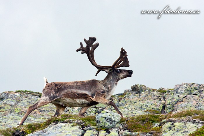 Sob polární, Národní park Blåfjella-Skjækerfjella, Norsko