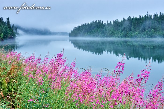 Mlha na řece Langvassåga poblíž města Mo i Rana a vrbovky na břehu, Norsko