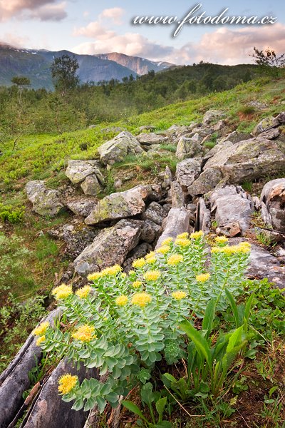 Rozchodník v údolí Blakkådal. Národní park Saltfjellet-Svartisen, kraj Nordland, Norsko