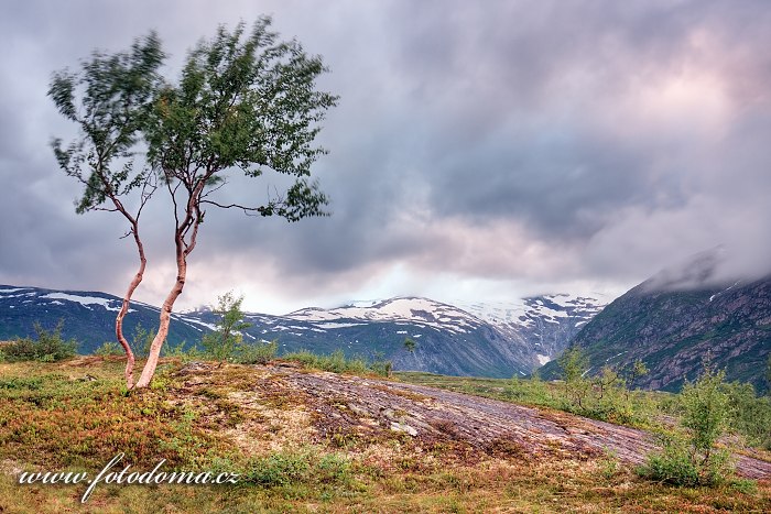 Údolí Bjellåga s ledovcem Lappbreen. Národní park Saltfjellet-Svartisen, kraj Nordland, Norsko