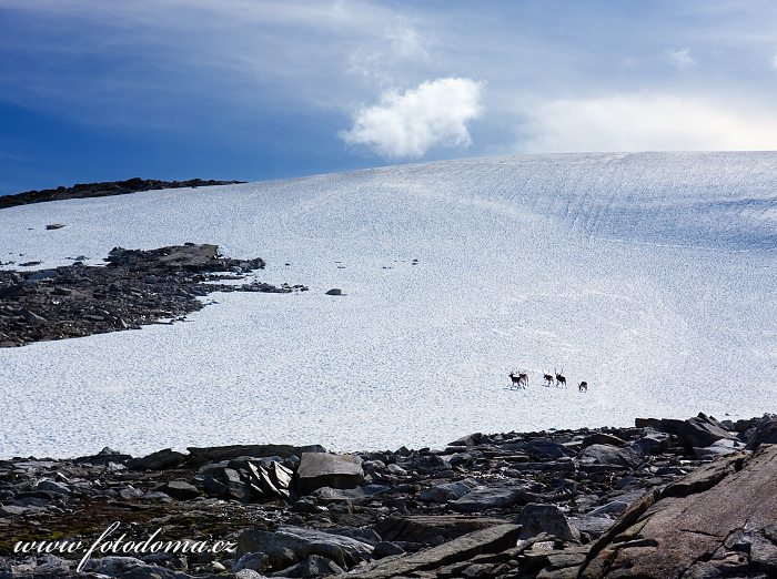 Skupina sobů na sněhovém poli u jezera Røvassvatnan. Národní park Saltfjellet-Svartisen, kraj Nordland, Norsko