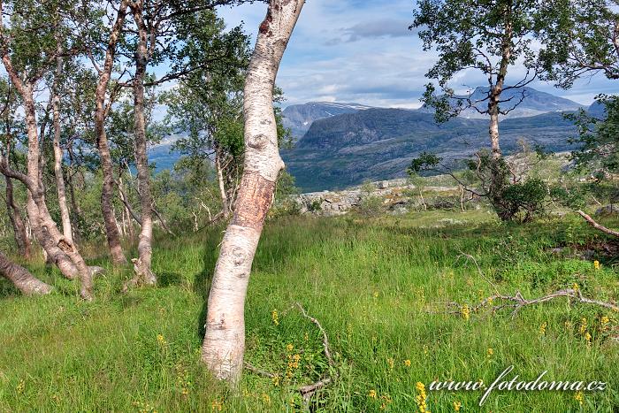 Fotka Lesík, NP Rago, Norsko