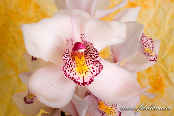 Fotka Orchidej