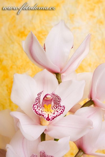 Fotka Orchidej