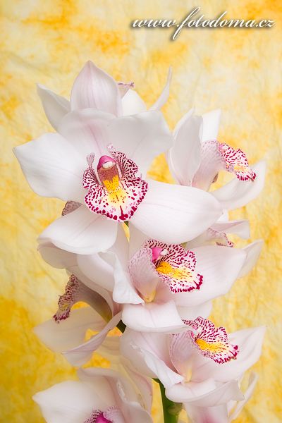 Fotka Orchidej