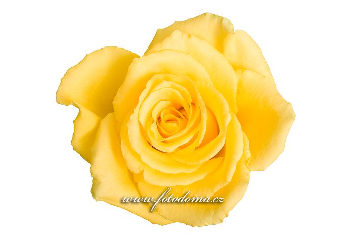 Fotka Květ žluté růže na bílém pozadí