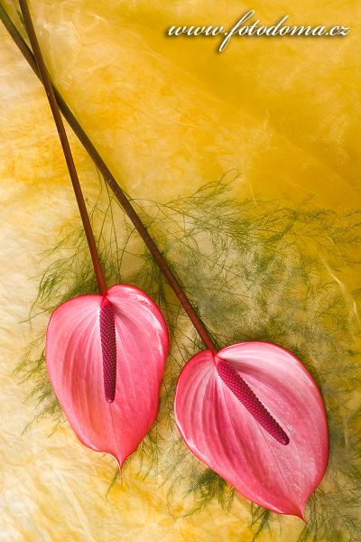 Fotka Květy anthurií