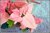 Poinsetie, vánoční růže (Euphorbia pulcherrima, Poinsettia pulcherrima)