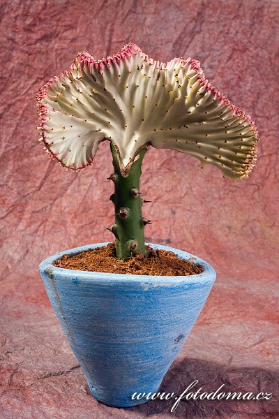 Fotka Roubovaný pryšec v květináči (Euphorbia)