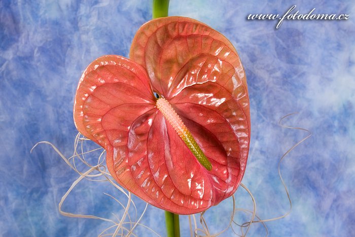 Fotka Květ anthurie