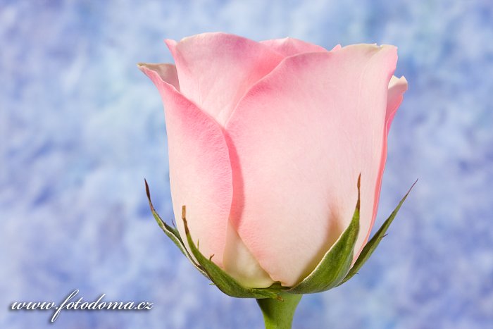 Fotka Květ růže