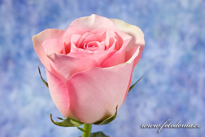 Fotka Květ růže