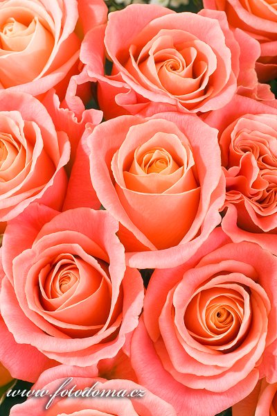 Fotka Květy růží
