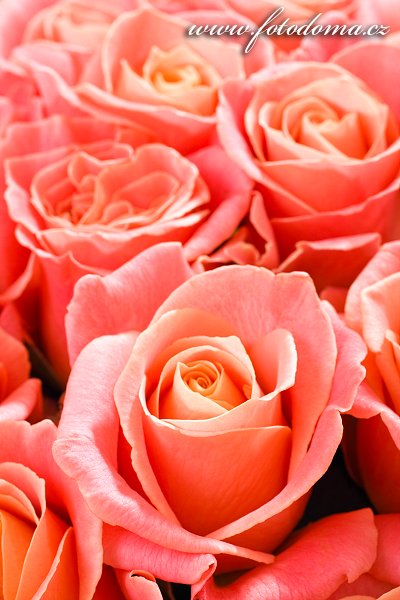Fotka Květy růží