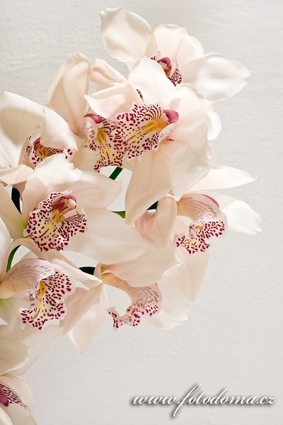 Fotka Orchidej