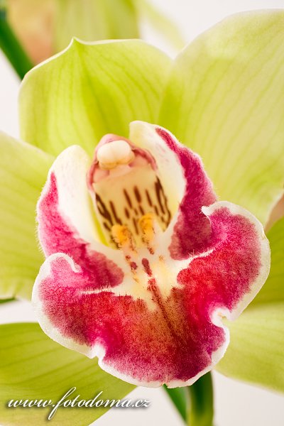 Fotka Orchidej