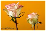 Květy dvou růží