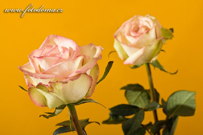 Fotka Květy dvou růží