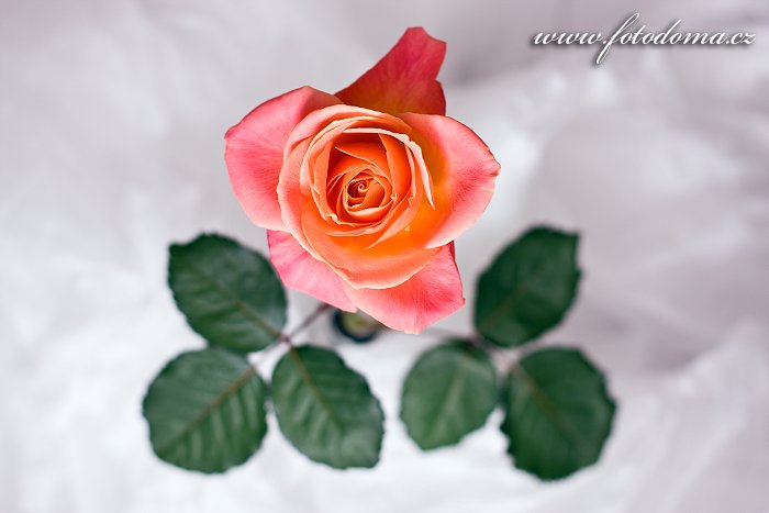 Fotka Růže
