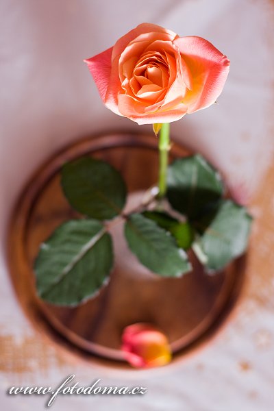 Fotka Růže