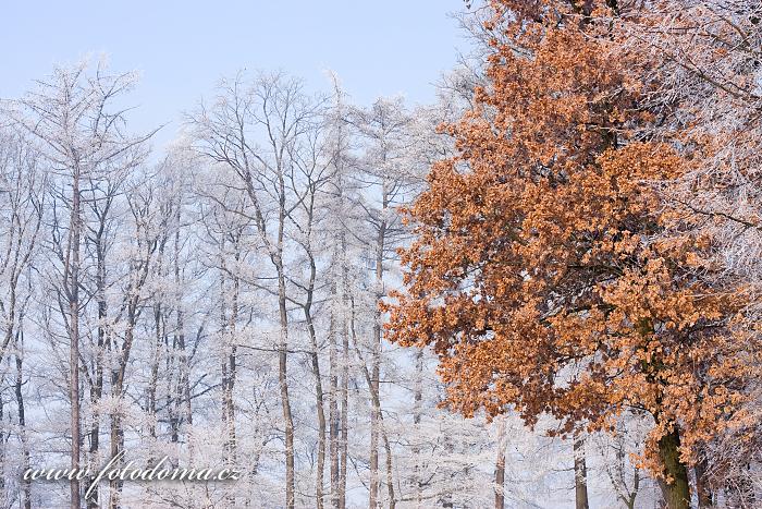 Fotka Zimní mrazem ojíněné stromy
