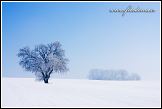 Zimní krajina se stromem