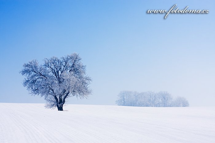 Fotka Zimní krajina se stromem