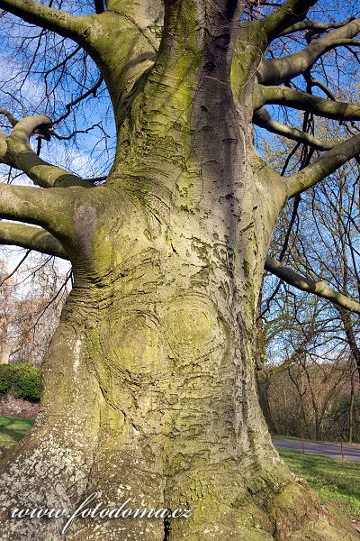 Červený buk (Fagus sylvatica var. Atropurpurea) v zámeckém parku, Lomnice