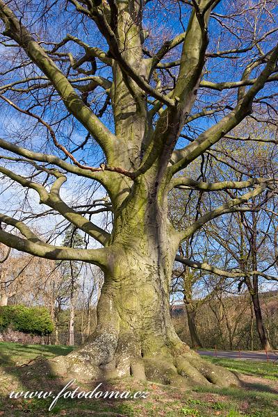 Červený buk (Fagus sylvatica var. Atropurpurea) v zámeckém parku, Lomnice