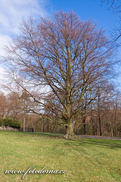 Červený buk (Fagus sylvatica var. Atropurpurea) v zámeckém parku, Lomnice