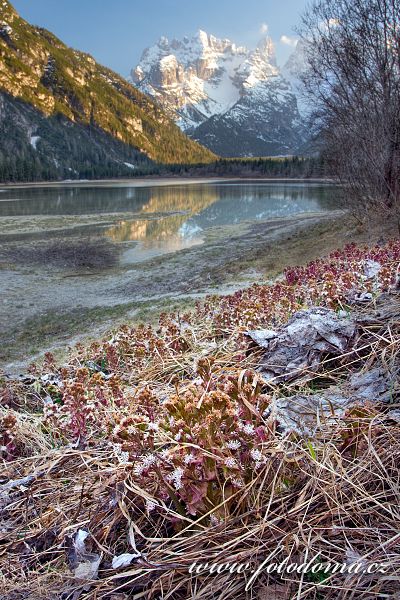 Fotka Devětsil lékařský u jezera Lago di Landro, Dolomity, Itálie