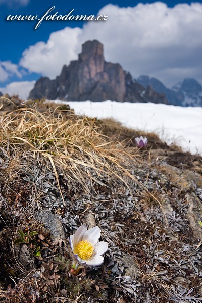 Koniklec jarní na temeni Creste de Zonia, Dolomity