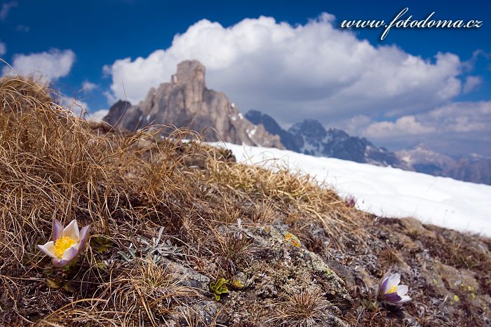 Koniklec jarní na Creste de Zonia a Monte Averau, Dolomity