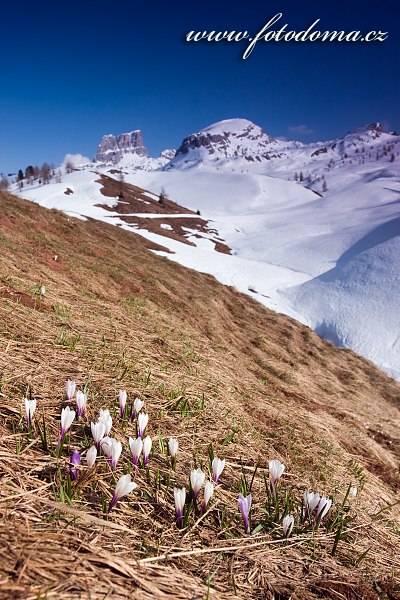 Šafrán bělokvětý (Crocus albiflorus), hory Averau a Croda Negra, Dolomity