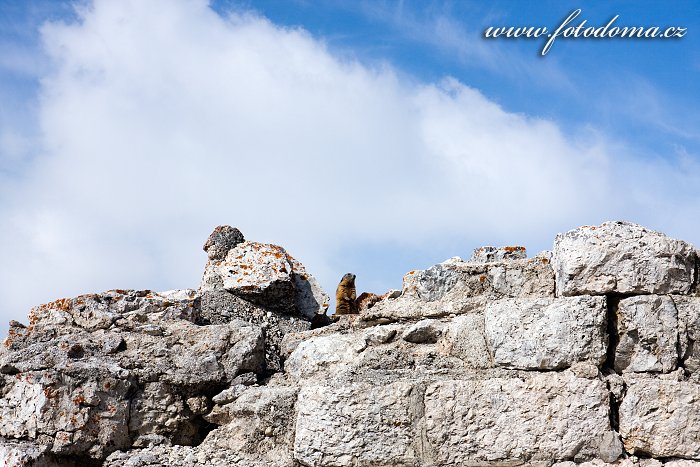 Svišť na pevnosti Forte Tre Sassi, vojenské museum, u Passo di Valparola, Dolomity